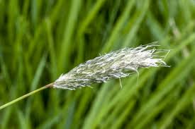 Attēlu rezultāti vaicājumam “Alopecurus pratensis fruit”