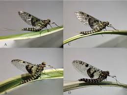 Attēlu rezultāti vaicājumam “Siphlonurus”