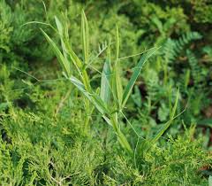 Attēlu rezultāti vaicājumam “Lathyrus latifolius leaf”
