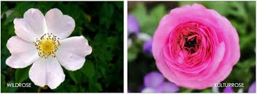 Image result for Rosengewächse