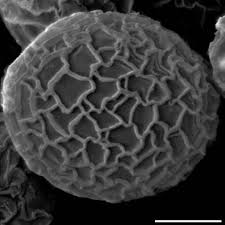 Attēlu rezultāti vaicājumam “Symphytocarpus flaccidus stalked”