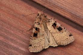 Attēlu rezultāti vaicājumam “Xestia triangulum”