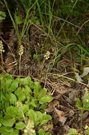 Attēlu rezultāti vaicājumam “Pyrola rotundifolia fruit”