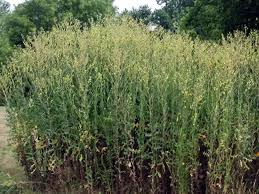 Attēlu rezultāti vaicājumam “Lactuca serriola”