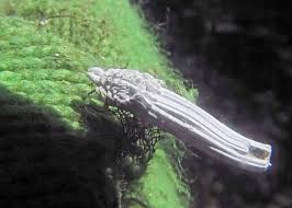 Attēlu rezultāti vaicājumam “Orthezia urticae”