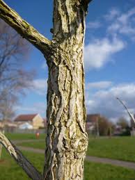 Attēlu rezultāti vaicājumam “Corylus colurna”