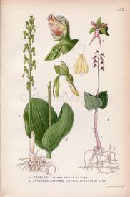 Attēlu rezultāti vaicājumam “Listera ovata leaf”