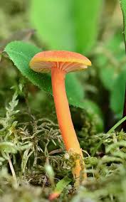 Attēlu rezultāti vaicājumam “Hygrocybe pseudoconica”