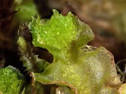 Attēlu rezultāti vaicājumam “Moerckia hibernica”