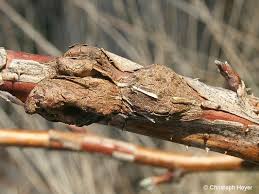 Attēlu rezultāti vaicājumam “Lasioptera rubi”