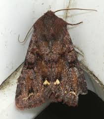 Attēlu rezultāti vaicājumam “Ceramica pisi”