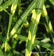 Image result for Miscanthus sinensis Zebrina
