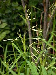 Attēlu rezultāti vaicājumam “Leersia oryzoides”