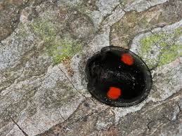 Attēlu rezultāti vaicājumam “Chilocorus renipustulatus”