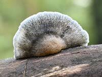 Attēlu rezultāti vaicājumam “Postia caesia”