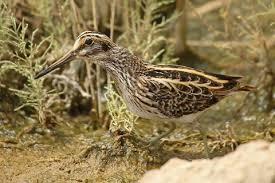 Image result for Lymnocryptes minimus