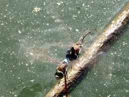 Attēlu rezultāti vaicājumam “Anax parthenope”