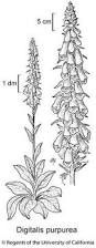 Image result for Digitalis purpurea