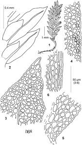 Attēlu rezultāti vaicājumam “Fissidens taxifolius sporophyte”