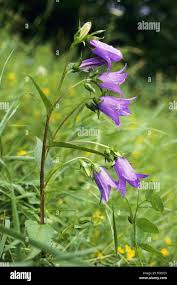 Attēlu rezultāti vaicājumam “Campanula trachelium flower”