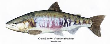 Image result for Oncorhynchus keta