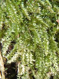 Attēlu rezultāti vaicājumam “Plagiothecium nemorale”