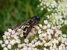 Attēlu rezultāti vaicājumam “Symmorphus sp.”