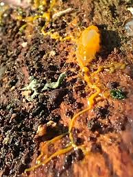 Attēlu rezultāti vaicājumam “Bactridium flavum”