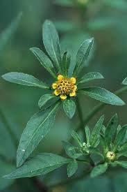 Attēlu rezultāti vaicājumam “Bidens tripartita flower”