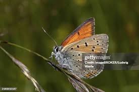 Attēlu rezultāti vaicājumam “Lycaena hippothoe male”