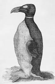 Image result for Pinguinus impennis