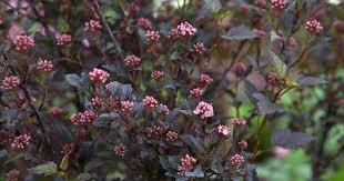 Attēlu rezultāti vaicājumam “Physocarpus opulifolius”