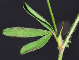 Attēlu rezultāti vaicājumam “Trifolium arvense fruit”