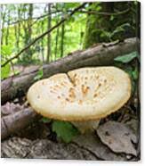 Attēlu rezultāti vaicājumam “Polyporus tuberaster”