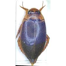 Attēlu rezultāti vaicājumam “Dytiscidae”