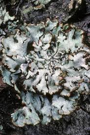 Attēlu rezultāti vaicājumam “Hypogymnia physodes”