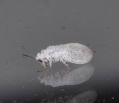 Attēlu rezultāti vaicājumam “Coniopterygidae”