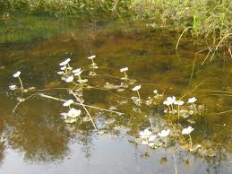 Attēlu rezultāti vaicājumam “Batrachium circinatum flower”