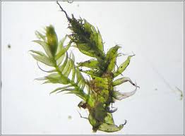 Attēlu rezultāti vaicājumam “Pseudotaxiphyllum elegans”