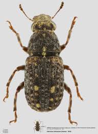 Attēlu rezultāti vaicājumam “Anthribus nebulosus”