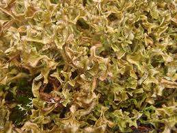 Attēlu rezultāti vaicājumam “Cetraria islandica”