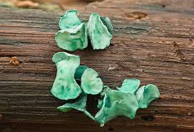 Attēlu rezultāti vaicājumam “Chlorociboria aeruginascens”