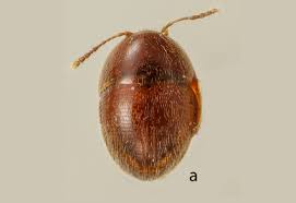 Attēlu rezultāti vaicājumam “Leiodidae”