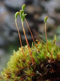 Attēlu rezultāti vaicājumam “Aulacomnium androgynum sporophyte”