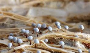 Attēlu rezultāti vaicājumam “Didymium spongiosum spores”