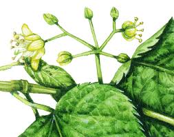 Attēlu rezultāti vaicājumam “Linaria loeselii leaf”