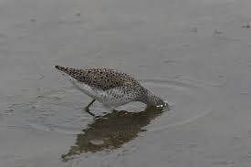 Attēlu rezultāti vaicājumam “Tringa stagnatilis”