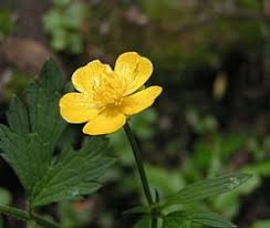 Attēlu rezultāti vaicājumam “Ranunculus cassubicus bud”