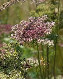 Attēlu rezultāti vaicājumam “Daucus sativus flower”