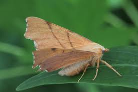 Attēlu rezultāti vaicājumam “Ennomos erosaria”